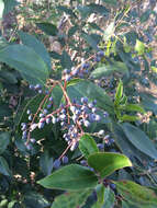 Image of glossy privet