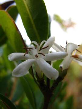 Image of Tricalysia capensis var. capensis