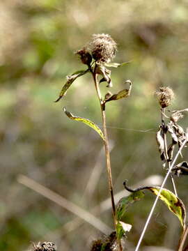 Image of Centaurea phrygia subsp. pseudophrygia (C. A. Mey.) Gugl.