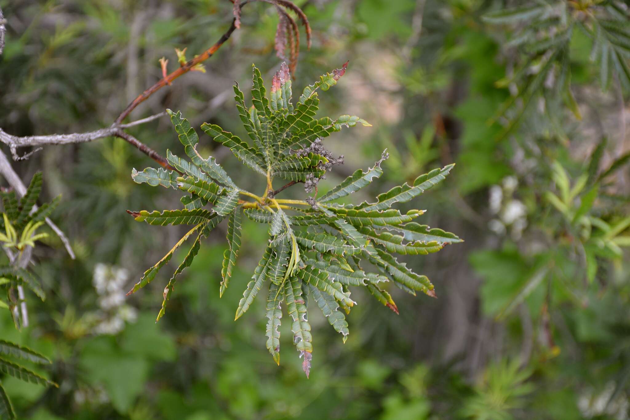 Image of fern-leaf Catalina ironwood