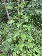 Image of Louisiana Lettuce