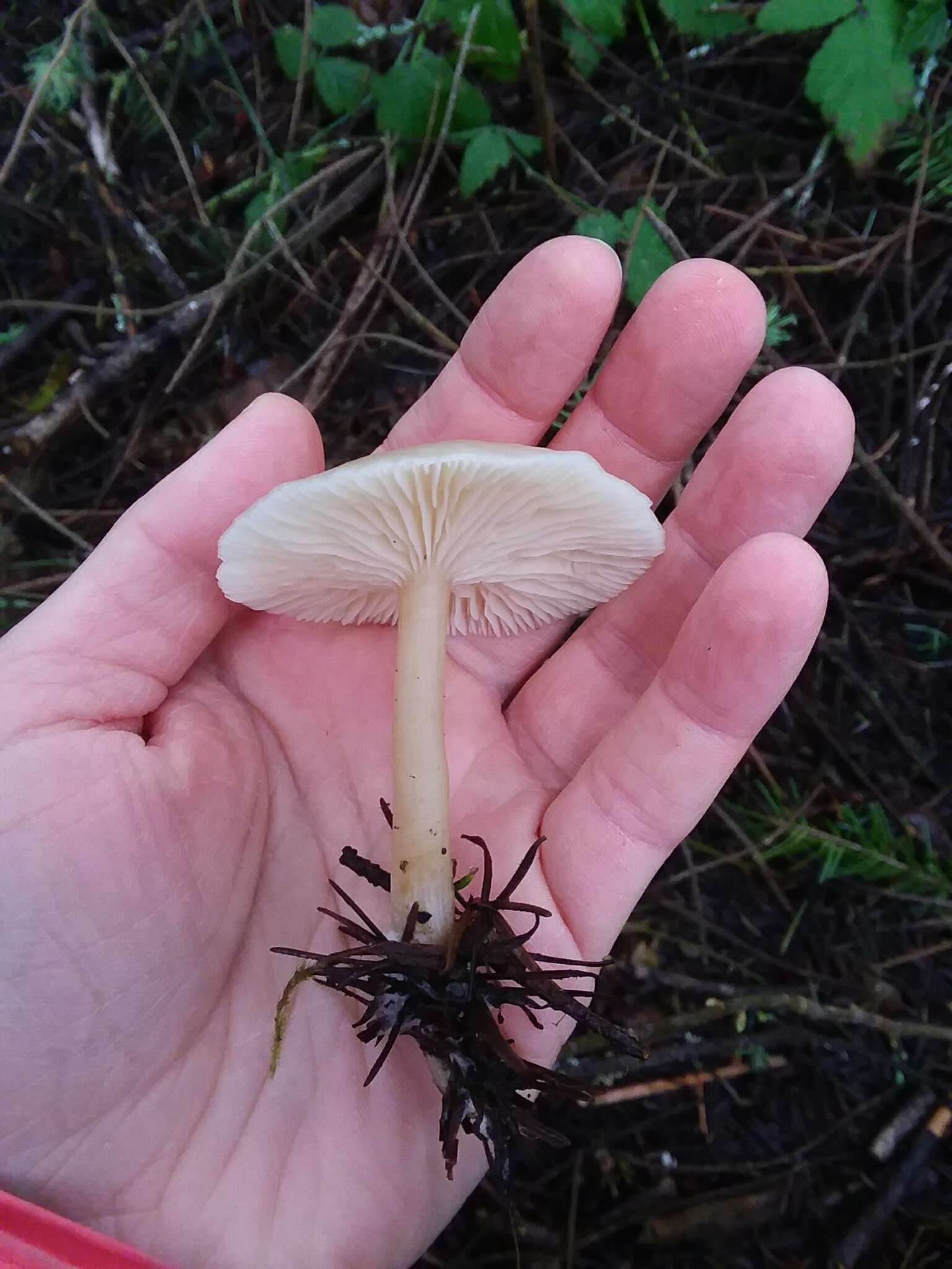 Plancia ëd Clitocybe fragrans (With.) P. Kumm. 1871