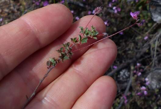 <i>Indigofera alopecuroides</i> var. <i>minor</i> E. Mey.的圖片