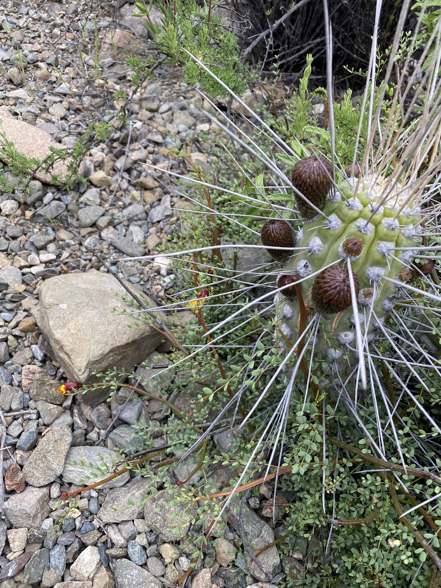 Image of Eulychnia vallenarensis