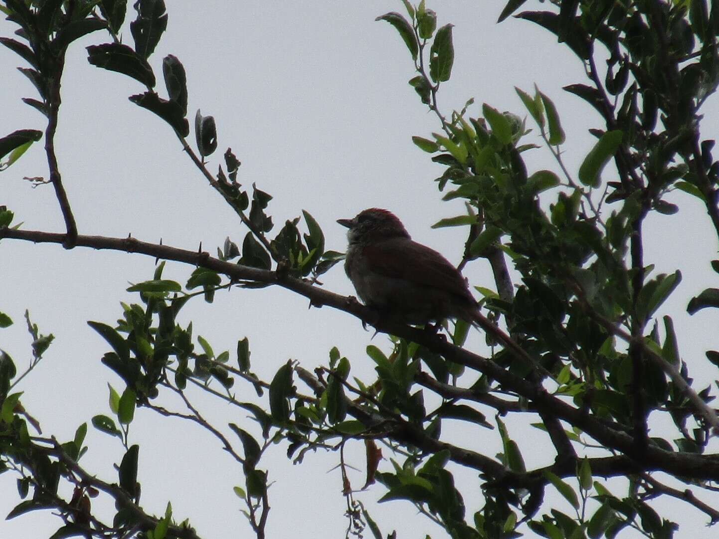 Image of Pale-breasted Spinetail