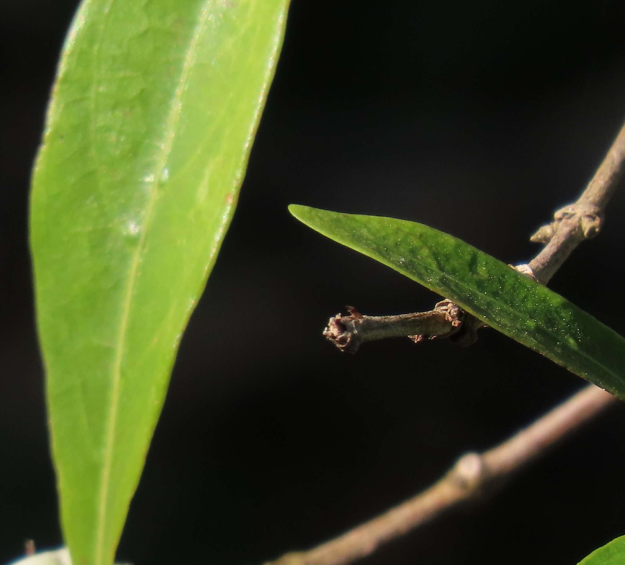 Tricalysia delagoensis Schinz resmi