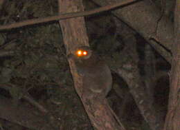 Image of Milne Edwards’s sportive lemur