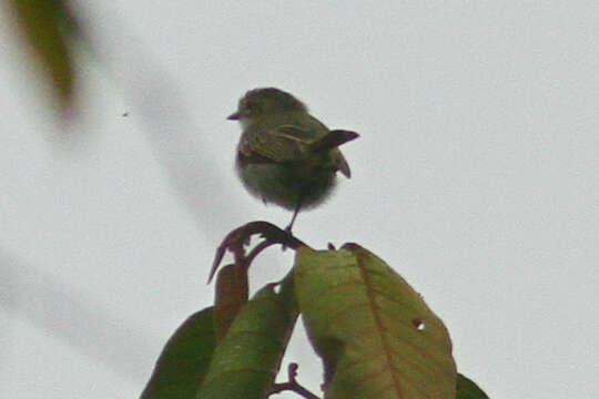 Image of Choco Tyrannulet