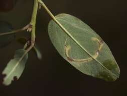 Image of Tischeria ceanothi Walsingham 1890