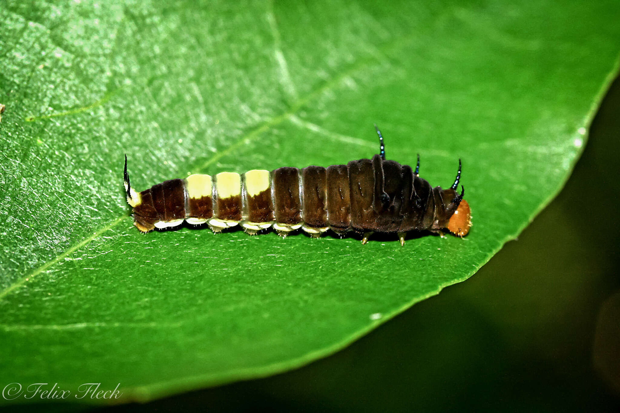 Слика од Graphium macfarlanei (Butler 1877)