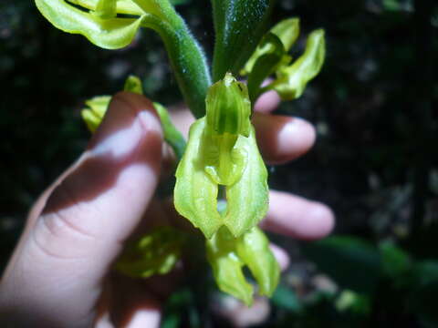 Sarcoglottis sceptrodes (Rchb. fil.) Schltr.的圖片