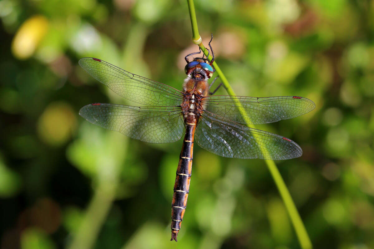 Image of Eastern Swamp Emerald