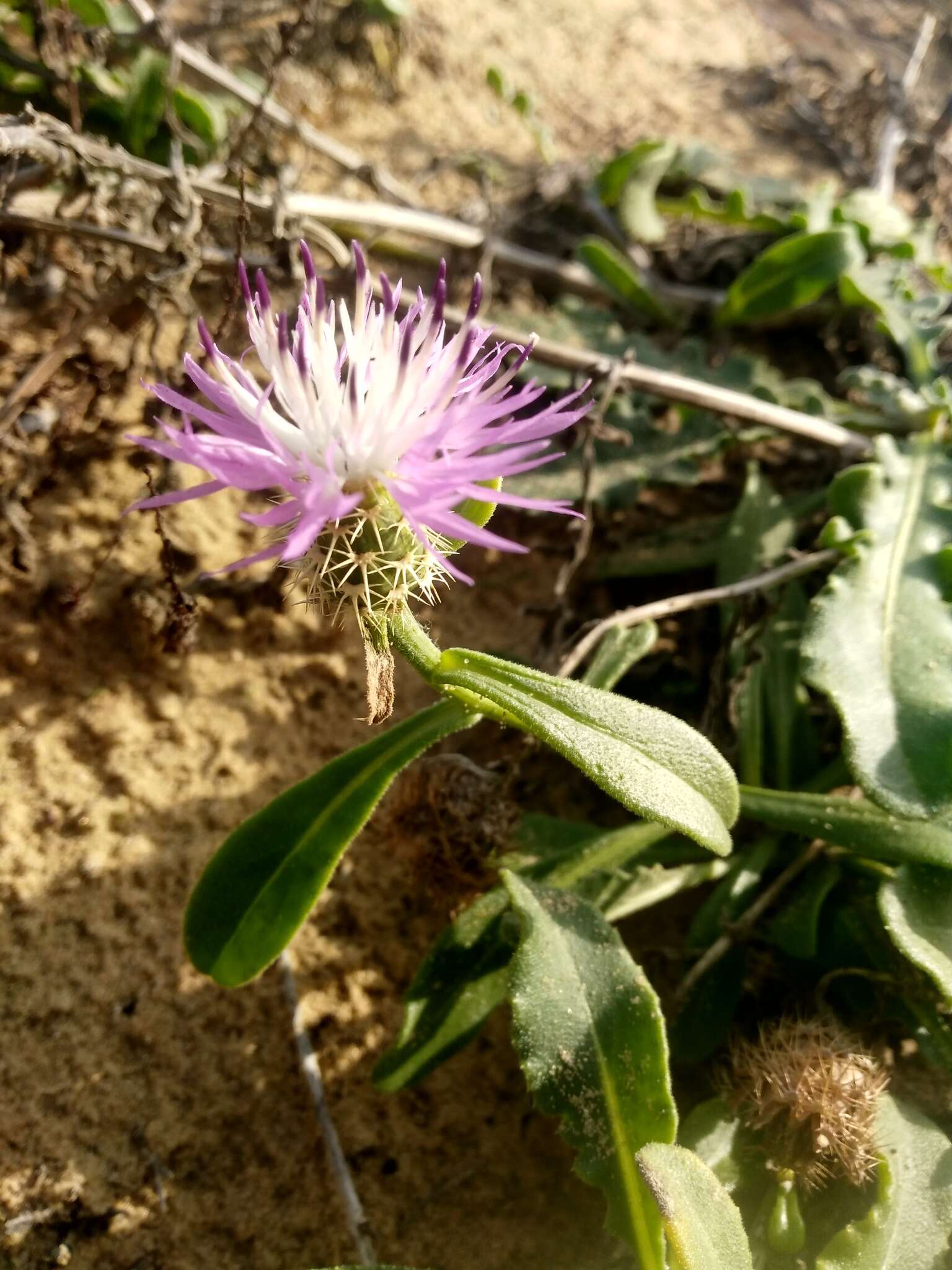 Слика од Centaurea sphaerocephala L.