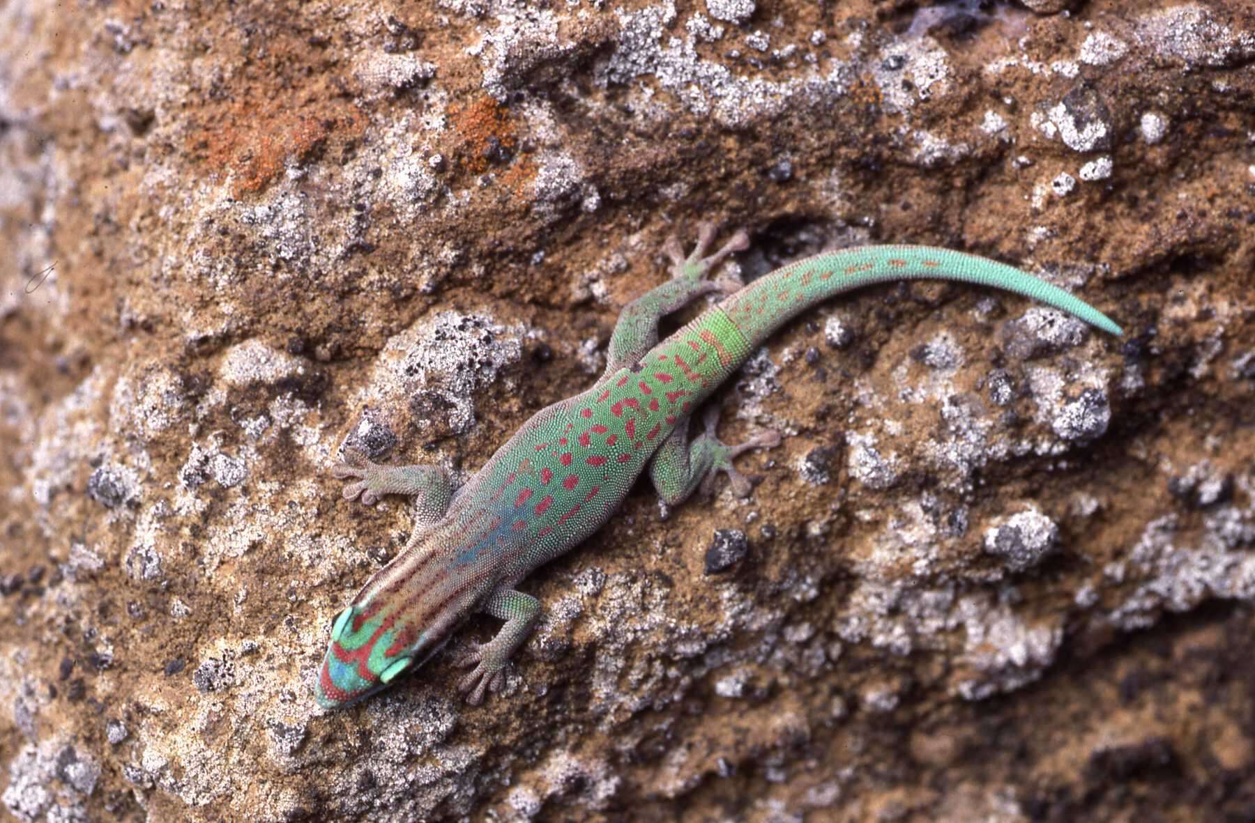 Слика од Phelsuma ornata Gray 1825