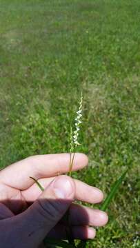 Image of Swamp Smartweed