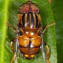 Image of Eristalinus quadrioculatus (Bigot 1883)