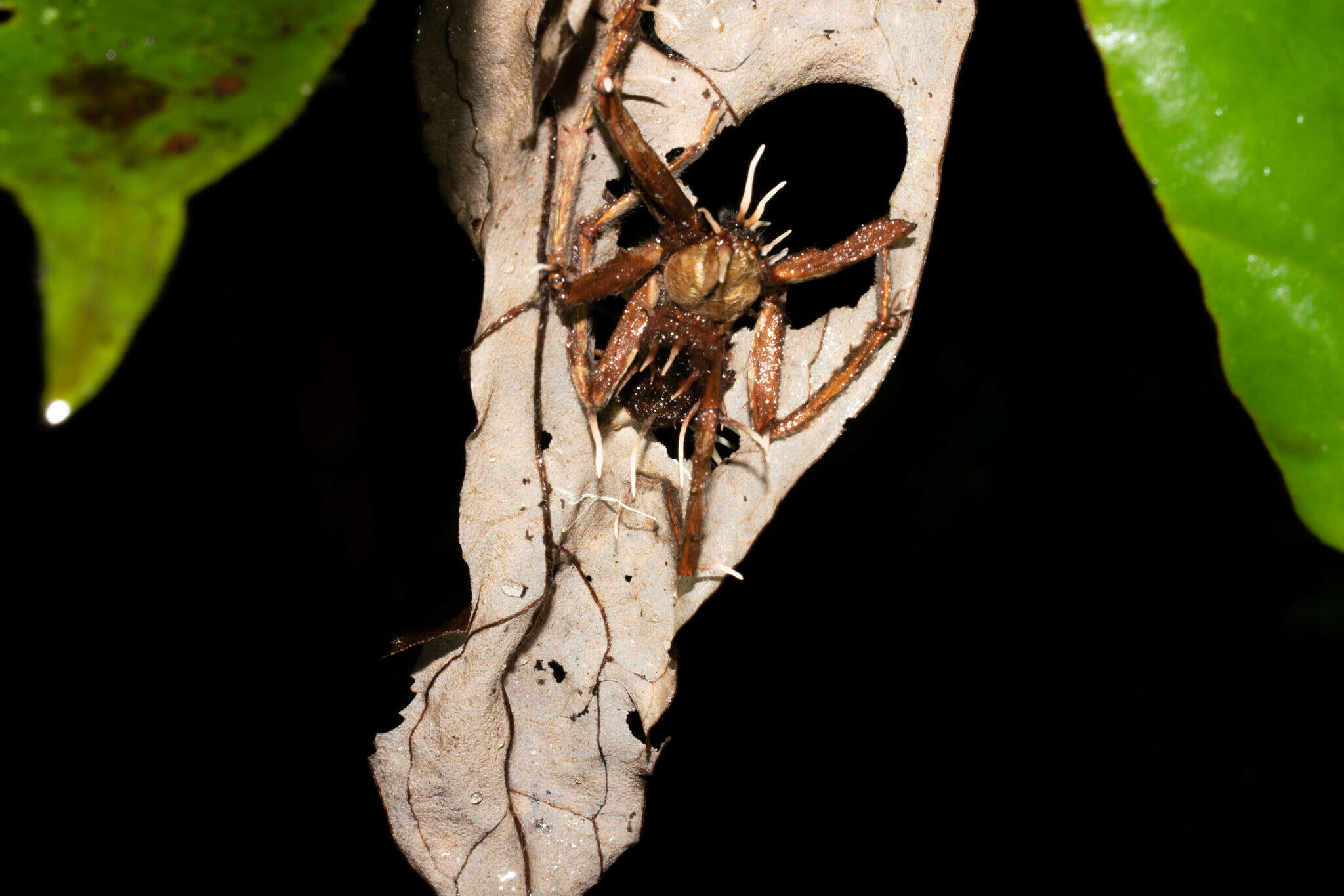 Image of Ophiocordyceps engleriana (Henn.) G. H. Sung, J. M. Sung, Hywel-Jones & Spatafora 2007