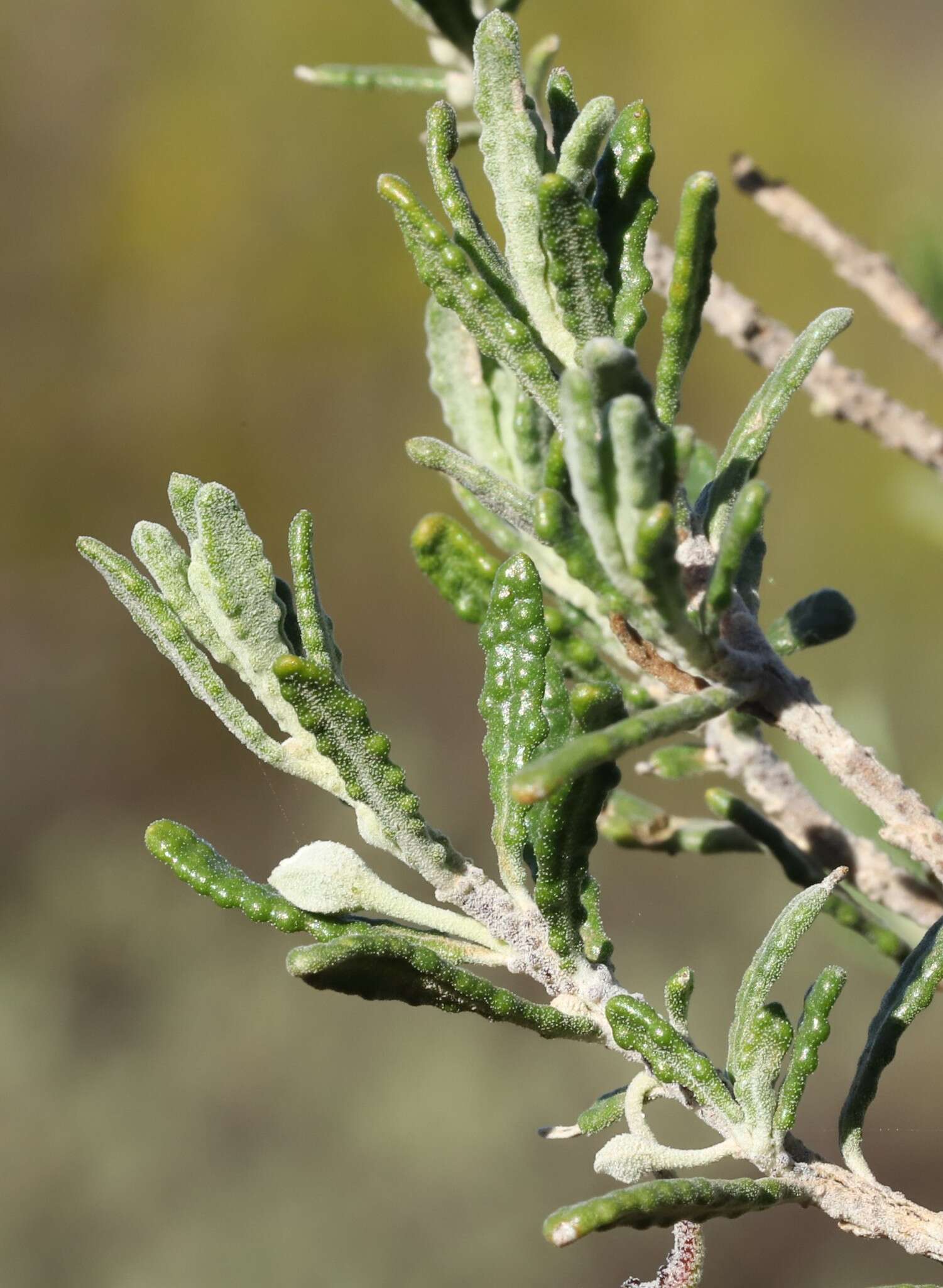 Eremophila latrobei F. Muell.的圖片