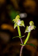 Image of Disperis lindleyana Rchb. fil.