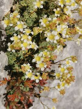 Imagem de Saxifraga squarrosa Sieber