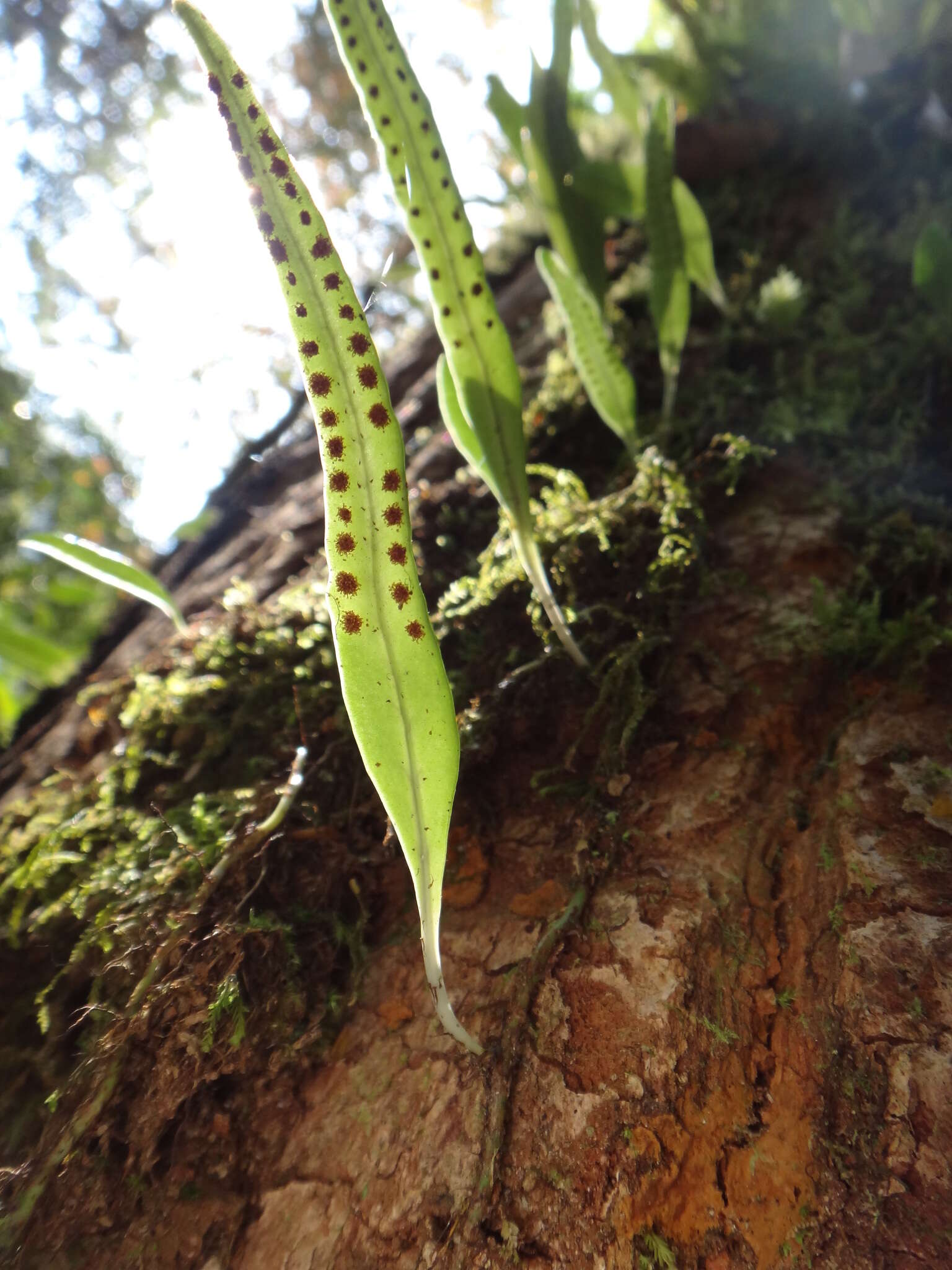 Lemmaphyllum diversum (Rosenst.) Tag. resmi