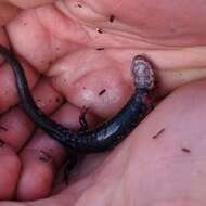 Image of Rich Mountain Salamander