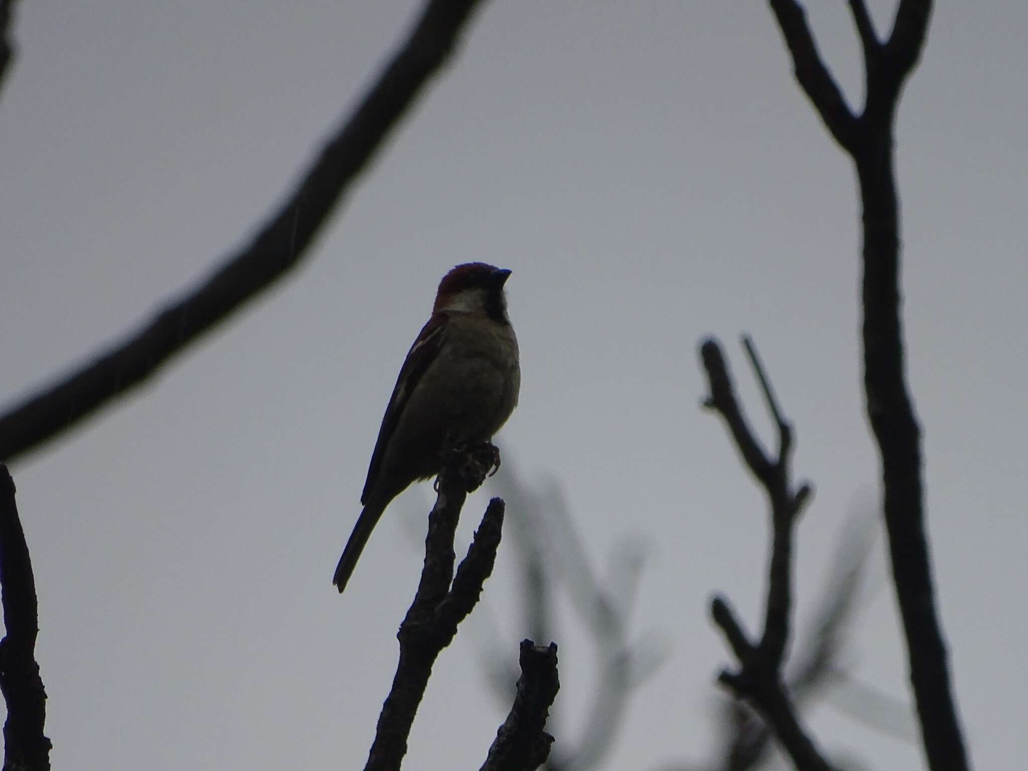 Слика од Passer cinnamomeus (Gould 1836)