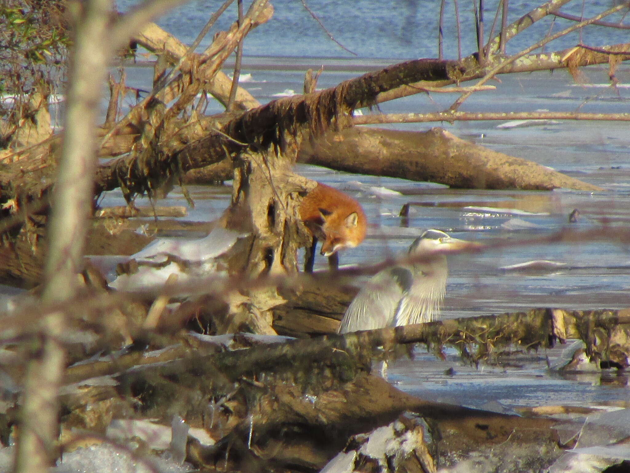 Image of American red fox