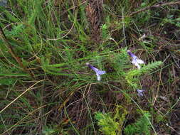 Image of Lobelia barkerae E. Wimm.