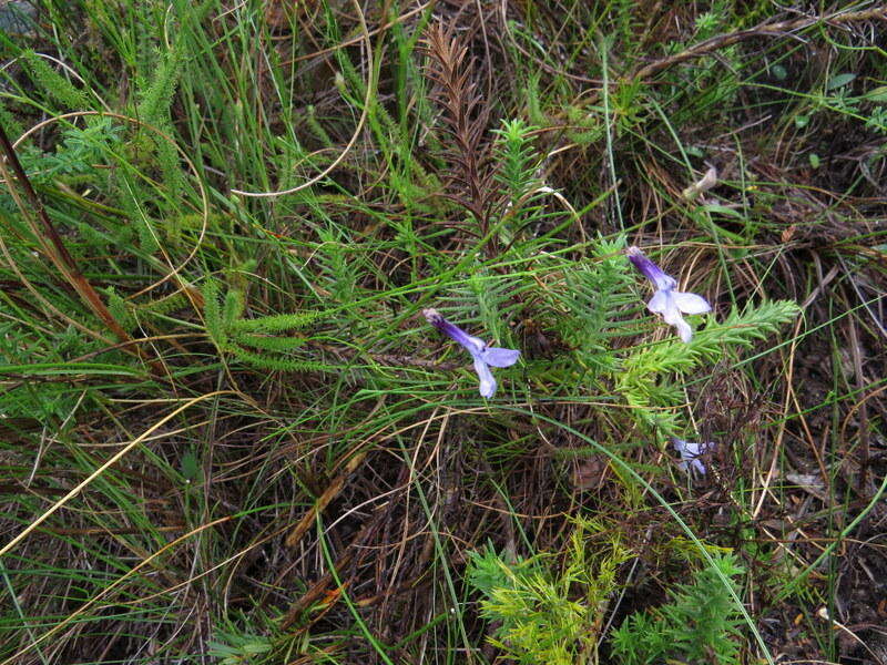 Image of Lobelia barkerae E. Wimm.