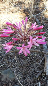 Image of candelabra lily