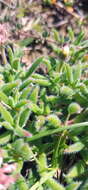 صورة Trichodiadema strumosum (Haw.) L. Bol.