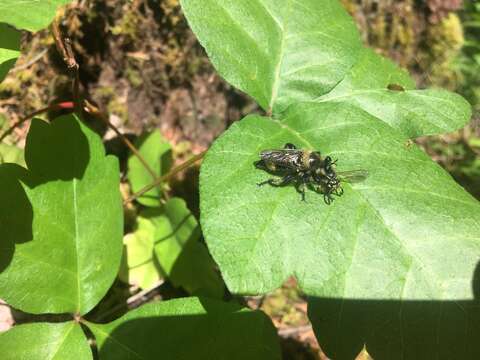 صورة Laphria columbica Walker 1866