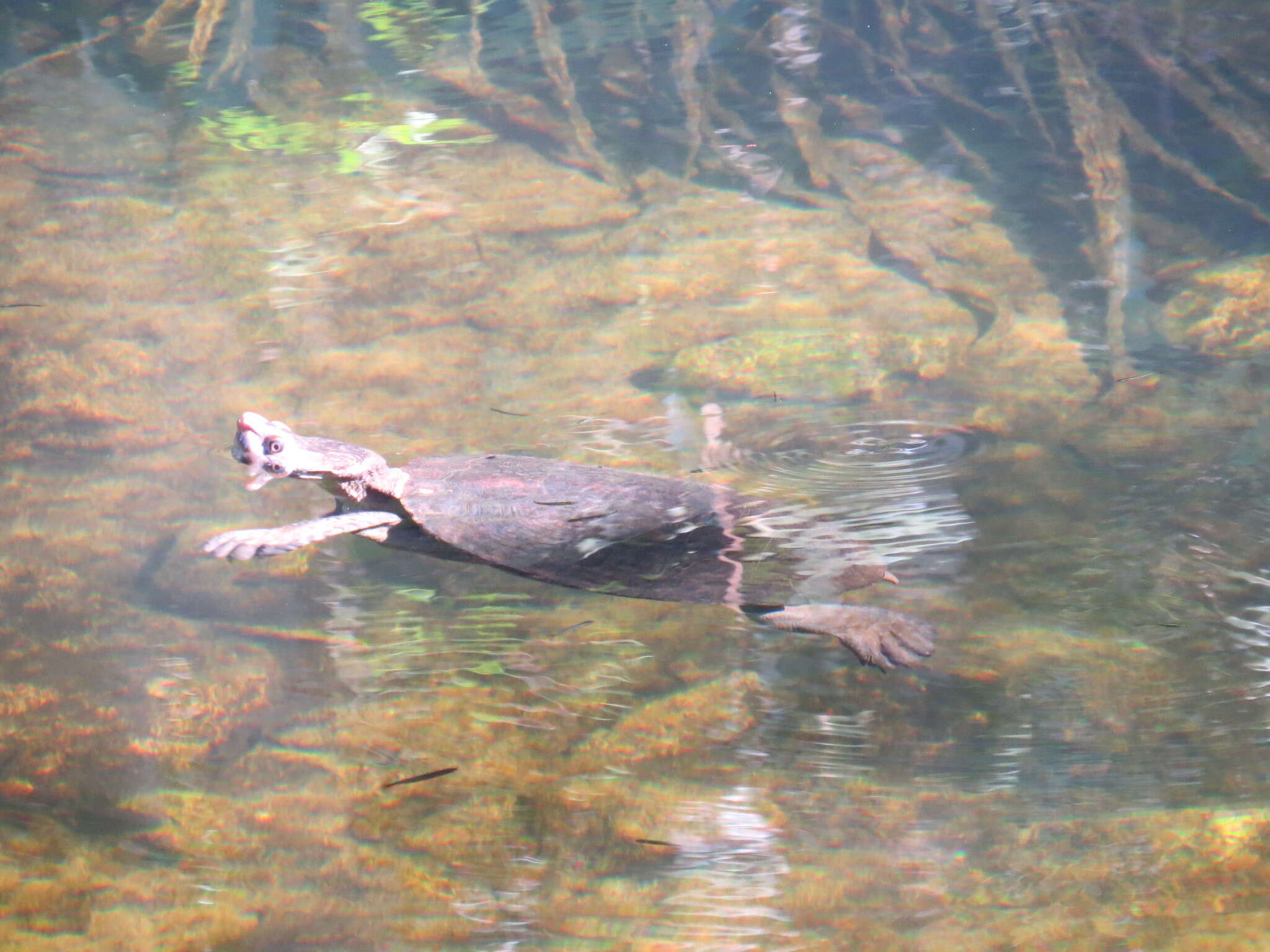 Image of Northern Australian Snapping Turtle