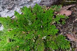 Image of Selaginella pallescens (C. Presl) Spring