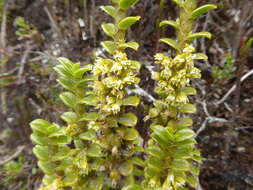 Image of Fernandezia crystallina (Lindl.) M. W. Chase