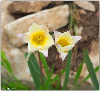 Image of Tulipa sylvestris subsp. primulina (Baker) Maire & Weiller