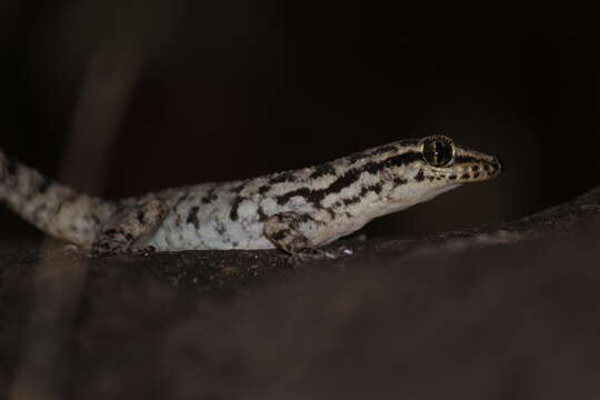 Image of Darwin's Leaf-toed Gecko