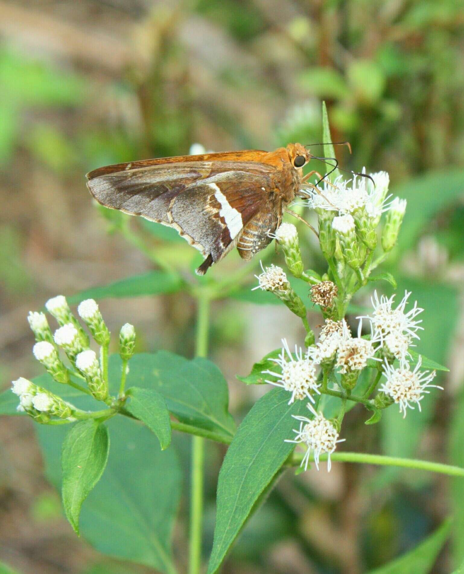 Image of Epargyreus deleoni Freeman 1977