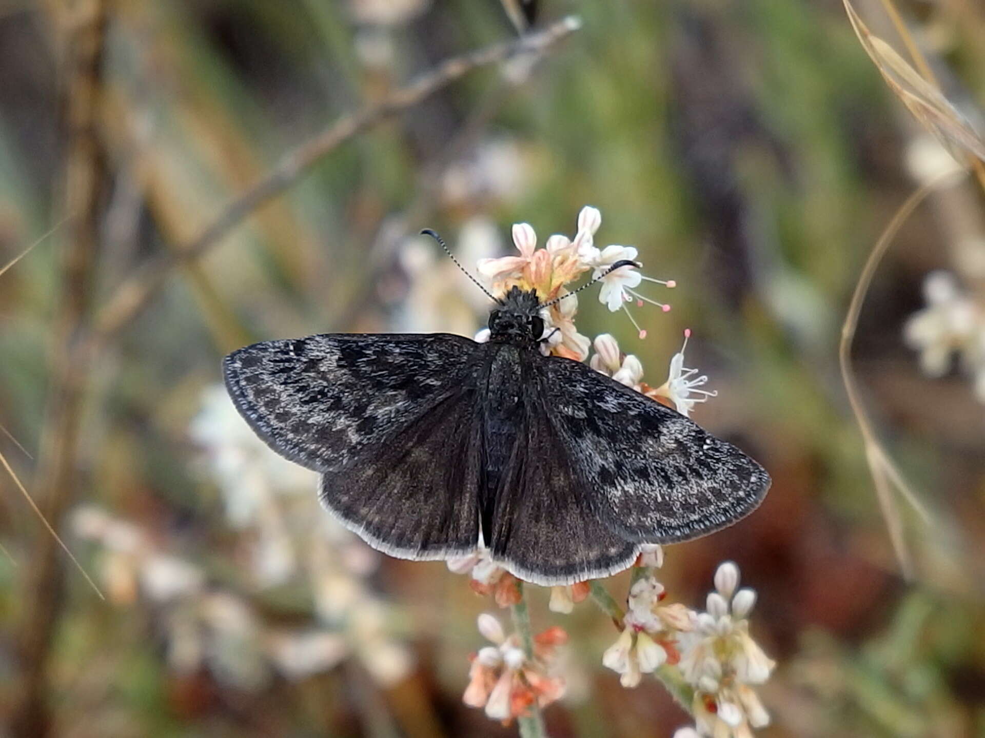 Image of Afranius Duskywing