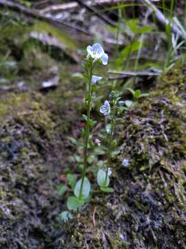 Image of brightblue speedwell