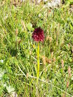 Image of Gymnadenia rhellicani (Teppner & E. Klein) Teppner & E. Klein