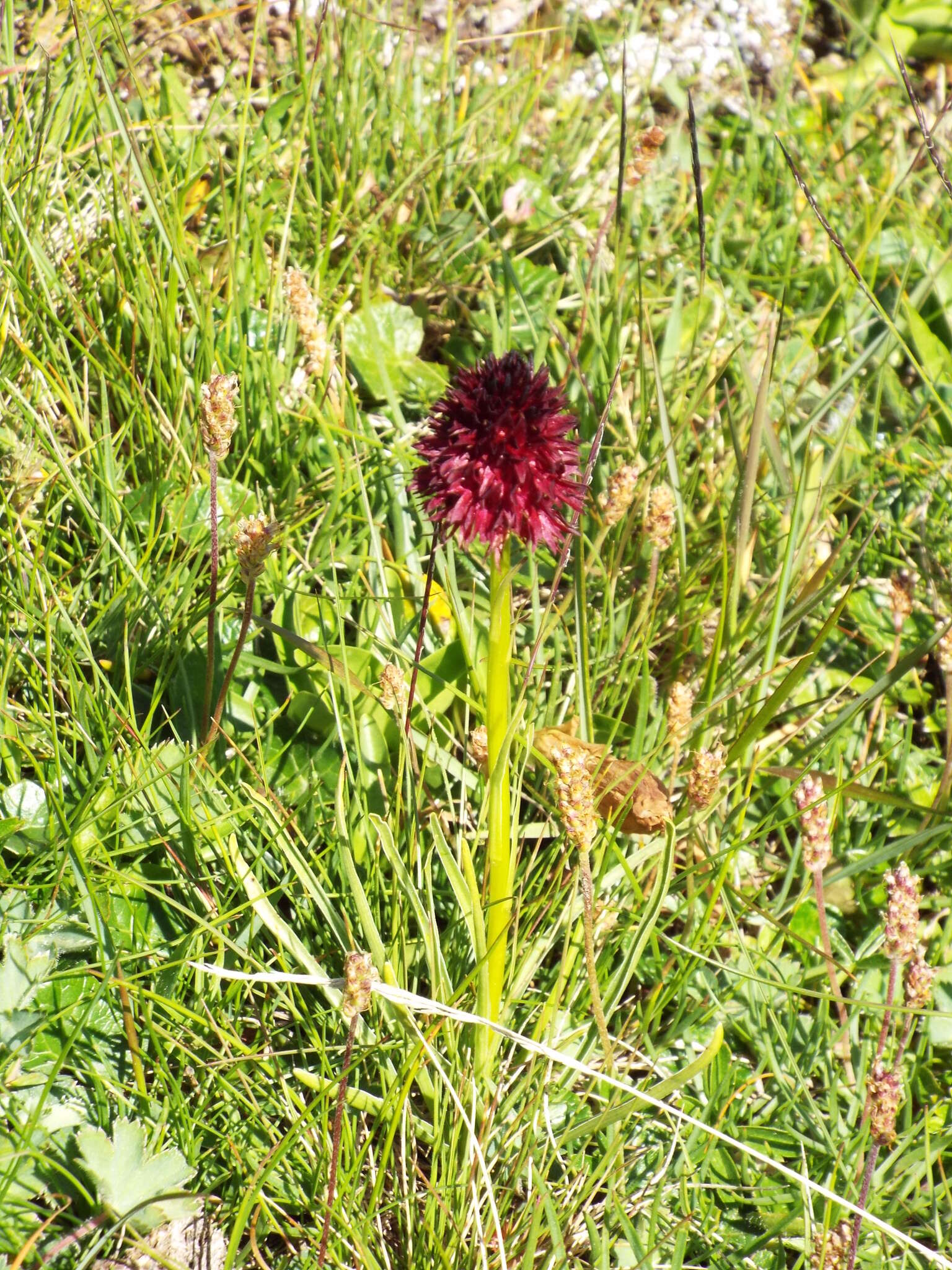 صورة Gymnadenia rhellicani (Teppner & E. Klein) Teppner & E. Klein