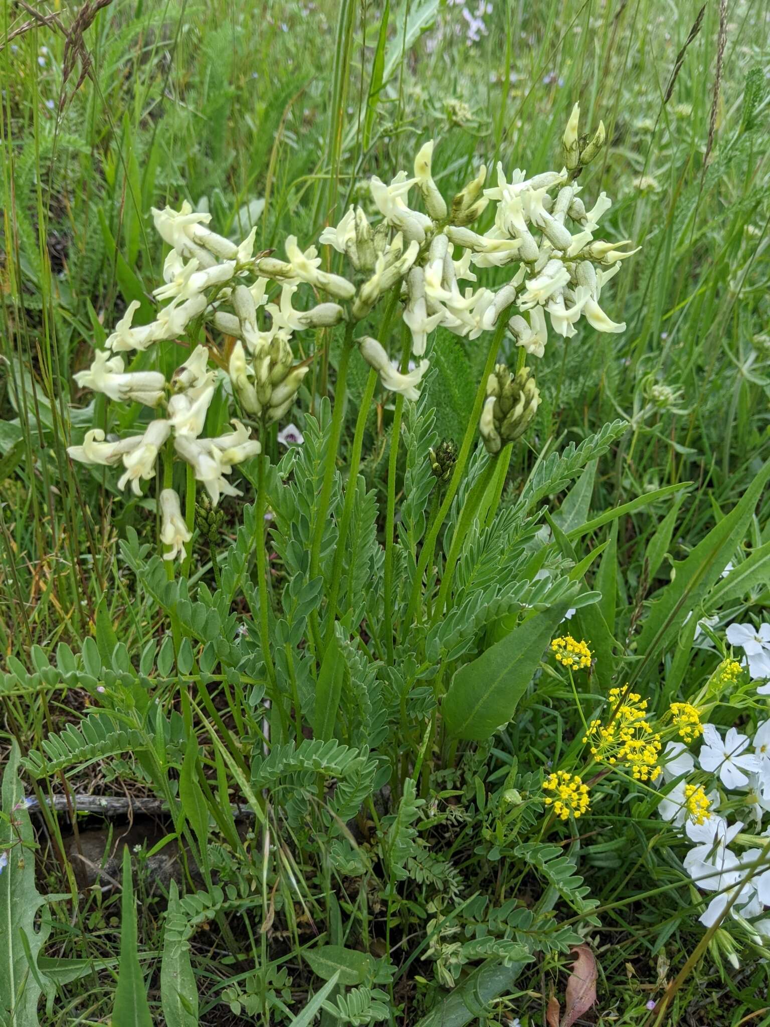 Image of Blue Mountain milkvetch