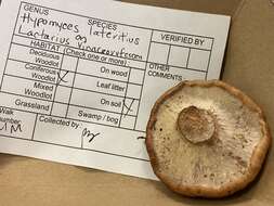 Imagem de Hypomyces lateritius (Fr.) Tul. & C. Tul. 1860