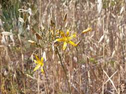 Image of common goldenstar