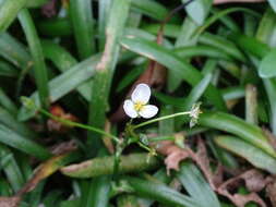 Слика од Sagittaria pygmaea Miq.