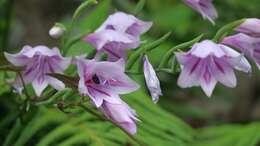 Gladiolus geardii L. Bolus resmi