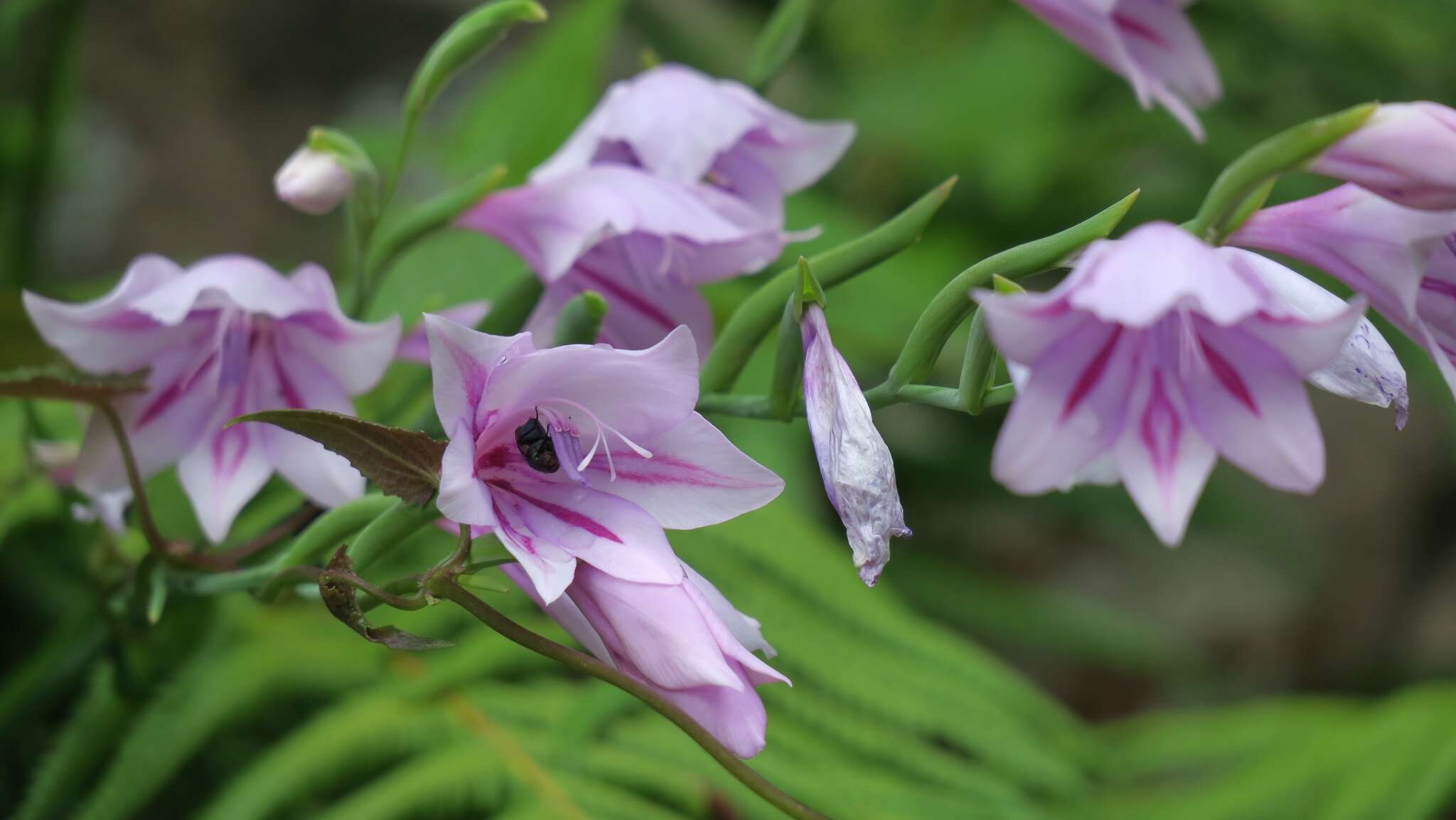 Image of Gladiolus geardii L. Bolus