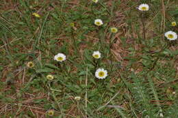 Plancia ëd Erigeron galeottii (Hemsl.) Greene